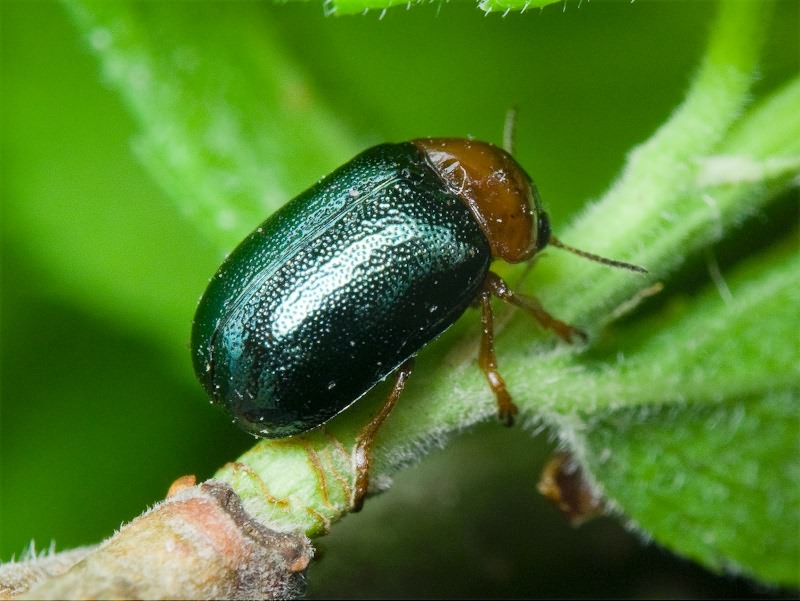 Smaragdina salicina (Scopoli, 1763)